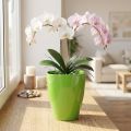 Orchideentopf glänzend Ø12,5cm Limette 1 St | Floristik21.de