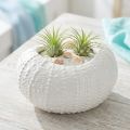 Dekoschale Keramik Maritim Weiß Oval 19x15x8,5cm - Elegante Wohnaccessoires | Floristik21.de