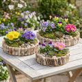 Rundes Tablett zum Bepflanzen Birke Natur Ø23/31/41cm 3er-Set | Floristik21.de