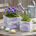 Pflanzschublade mit Griff Lila Weiß Holz 12/15cm 2er-Set | Floristik21.de