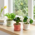 Künstliche Grünpflanzen im Topf 15cm 3er Set Dekoration | Floristik21.de