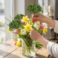 Hortensienknospenpick 22cm Grün 12 St | Floristik21.de