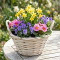 Korb mit Griffen Spankorb Pflanzkorb geweißt Ø18cm H12cm | Floristik21.de