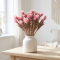 Trockenblumen Capblumen Rosa Strohblumen Trockenfloristik H30cm | Floristik21.de