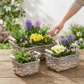 Pflanzkorb mit Henkeln, Korbschale eckig, Naturgefäß zum Bepflanzen Shabby Chic Weiß gewaschen L30/25,5/21cm H12/11/10cm 3er-Set | Floristik21.de