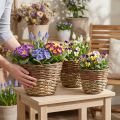 Weidenkorb-Set Natur, 3er Pflanzkörbe rund zum Bepflanzen, Dekorative Übertöpfe Ø27/25/20cm, Rustikales Korbgeflecht | Floristik21.de