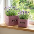 Pflanzschublade Pflanzkasten Holz Lila 12,5/16cm 2er-Set | Floristik21.de