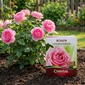 Chrysal Langzeitdünger Rosen (900gr) | Floristik21.de
