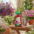 Chrysal Surfinia Blumendünger 500ml | Floristik21.de