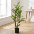 Farn im Topf Grün 80cm | Floristik21.de