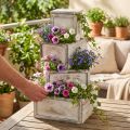 Pflanzgefäß Holzschublade Antik Look Creme 24/20/16/12cm 4er-Set | Floristik21.de
