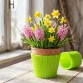 Plisseemanschetten Hellgrün 12,5cm 100 St | Floristik21.de