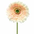 Floristik21 Gerbera künstlich Pfirsich 62cm 6St