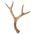 Floristik21 Künstliches Geweih Polyresin naturgetreu 32cm für Innenbereich
