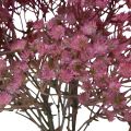 Floristik21 Gipskraut Gypsophila Schleierkraut künstlich Pink 35cm 5St