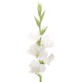 Floristik21 Künstliche Gladiole Weiß 88cm Kunststoff und Textil für Vasen