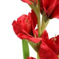 Floristik21 Gladiole Rot 93cm