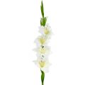 Floristik21 Gladiole Weiß 86cm künstlich