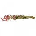 Floristik21 Kugelamarant, Gomphrena Globosa, Sommerblume, Trockenblume Pink L49cm 50g