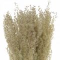 Getrocknete Gräser Ziergras für Trockenfloristik Deko Natur H55cm