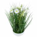 Floristik21 Deko Gras mit Cosmea-Blüten in Schale H45cm