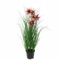 Floristik21 Gras mit Echinacea künstlich im Topf Pink 44cm