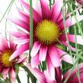 Floristik21 Gras mit Echinacea künstlich im Topf Pink 63cm