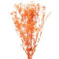 Floristik21 Schleierkraut Trockenblumenstrauß Gypsophila Orange 75cm 100g