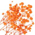 Schleierkraut Trockenblumenstrauß Gypsophila Orange 75cm 100g | Floristik21.de