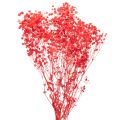 Floristik21 Trockenblumen Schleierkraut Bund 75 cm Rot 100 g für Dekoration