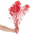 Trockenblumen Schleierkraut Bund 75 cm Rot 100 g für Dekoration | Floristik21.de