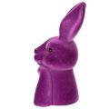 Hase Denkend Beflockt