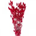 Hasenschwanzgras Lagurus Getrocknet Rot 60cm 50g