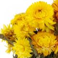 Floristik21 Strohblume Gelb getrocknet Trockenblumen Deko Bund 75g