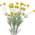 Floristik21 Trommelstöckchen Gelb Künstliche Craspedia Seidenblumen