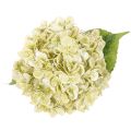 Künstliche Hortensie 60cm Creme-Grün mit Drahtkern | Floristik21.de
