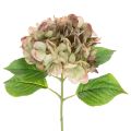 Floristik21 Künstliche Hortensie mit Stiel 46cm hellgrün-rosa