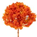 Floristik21 Konservierte Hortensie Orange, Blüten-Ø 20 cm, Stiellänge 60 cm
