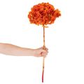 Konservierte Hortensie Orange, Blüten-Ø 20 cm, Stiellänge 60 cm | Floristik21.de