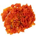 Konservierte Hortensie Orange,