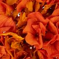Konservierte Hortensie Orange,
