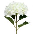 Floristik21 Hortensie Maxi Weiß Ø30cm L113cm