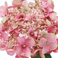 Floristik21 Hortensie künstlich Rosa und Grün Gartenblume mit Knospen 52cm
