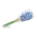 Floristik21 Hyazinthe künstlich Blau, Weiß 31cm 3St