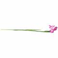 Floristik21 Schwertlilie künstlich Pink 78cm