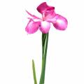 Floristik21 Schwertlilie künstlich Pink 78cm