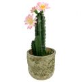 Floristik21 Kaktus im Topf mit Blüte Rosa H 21cm