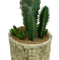 Floristik21 Kaktus im Topf mit Blüte 21cm Weiß