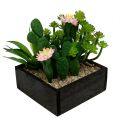 Floristik21 Kaktus mit Blüte 14cm im Holzkasten