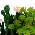 Floristik21 Kaktus mit Blüte 14cm im Holzkasten